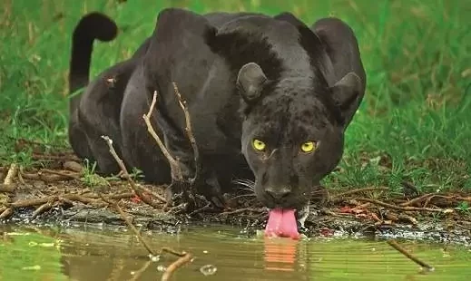 closeup photo of a rare black panther drinking water from a lake in netravali wildlife sanctuary north goa