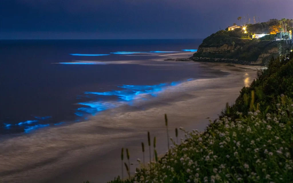 Bioluminescence occurring along the shoreline of Betalbatim Beach in South Goa