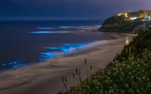 Where to Stay Near Betalbatim Beach: A South Goa Guide for Slower, Easier Holidays